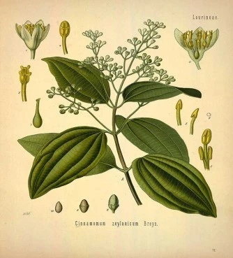 Ceylon cinnamon, therapeutic cinnamon, Ceylon cinnamon (cinnamonum zeyianicum or cinnamomum verum). 4