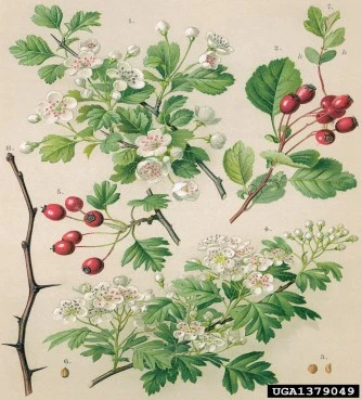 Κράταιγος ,  ( crataegus spp ). 3