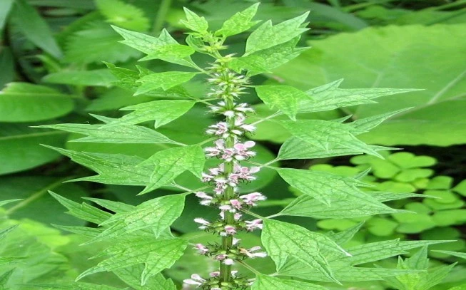 Λεόνουρος παναγιόχορτο , Motherwort , ( Leonurus cardiaca ). 2