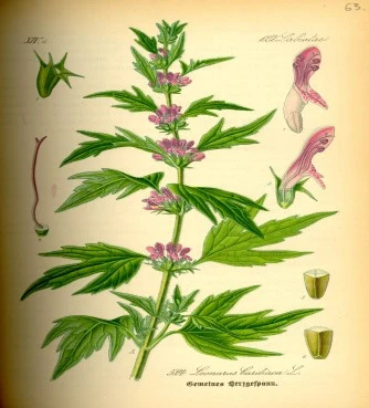 Λεόνουρος παναγιόχορτο , Motherwort , ( Leonurus cardiaca ). 3