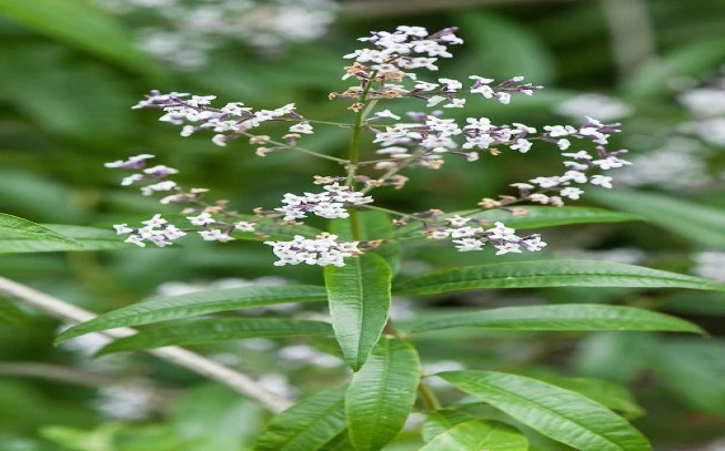 Louisa, lemongrass, aloe vera or clover, lemon verbena, (lippia citriodora) (aloysia triphylla). 2