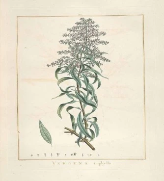 Louisa, lemongrass, aloe vera or clover, lemon verbena, (lippia citriodora) (aloysia triphylla). 3