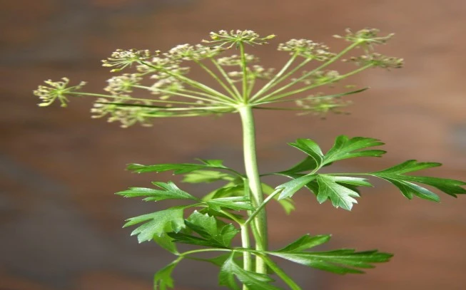 Dried parsley, stone celery, persemolo, Parsley, (petroselinum sativum, Petroselinum crispum). 2