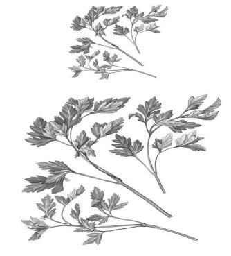Dried parsley, stone celery, persemolo, Parsley, (petroselinum sativum, Petroselinum crispum). 3