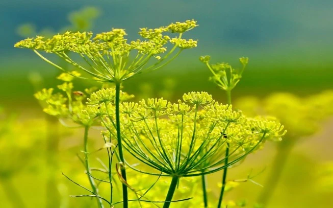 Fennel, fennel seed, common palm, fennel, wild fennel, amarathia, fennel, palm,  (foeniculum vulgare). 2