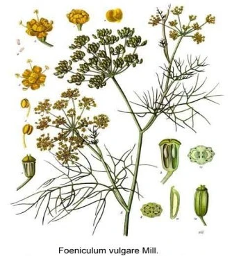 Fennel, fennel seed, common palm, fennel, wild fennel, amarathia, fennel, palm,  (foeniculum vulgare). 3