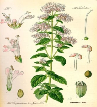 Ματζουράνα, σάψυχο , ορίγανο το αμάραντο , Marjoram ,( origanum majorana ). 3