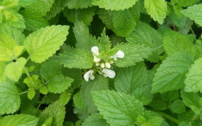 Μελισσόχορτο , ( Melissa officinalis ).  2