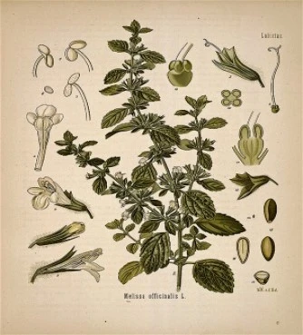 Μελισσόχορτο , ( Melissa officinalis ).  3