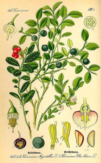 Μπλούμπερι , μύρτιλο ,βακκίνιο. blueberry  , (vaccinium myrtillus). 3
