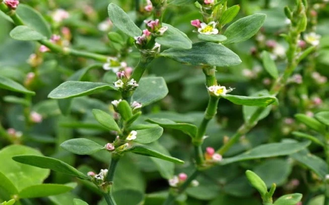 Κnotgrass, prostrate knotweed, doorweed knotgrass,Polycombo, polykómpi ,psidóchorto, psidóchorto , poliónatos , polýgono , knotweed , birdweed , pigweed , (polygonum aviculare). 2