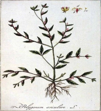 Κnotgrass, prostrate knotweed, doorweed knotgrass,Polycombo, polykómpi ,psidóchorto, psidóchorto , poliónatos , polýgono , knotweed , birdweed , pigweed , (polygonum aviculare). 3