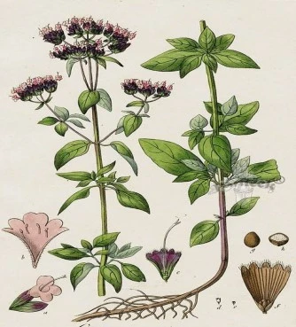 Oregano wild bunch of Agrafa, wild oregano, riano, oríganos, Oregano, (origanum vulgare). 4