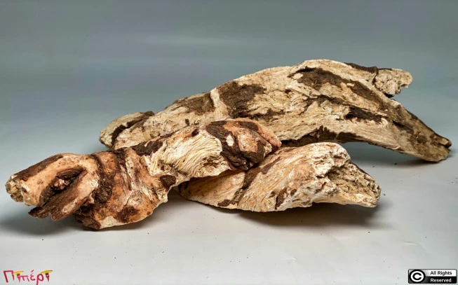 Σαπουνόχορτο,  τσουένι, σαπωνάρια, σαπουνόριζα, χαλβαδόριζα, σαπνιά , common soapwort, bouncing-bet, crow soap, soapweed , ( saponaria officinallis). 1