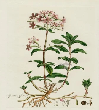 Σαπουνόχορτο,  τσουένι, σαπωνάρια, σαπουνόριζα, χαλβαδόριζα, σαπνιά , common soapwort, bouncing-bet, crow soap, soapweed , ( saponaria officinallis). 3