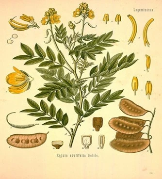 Σέννα φύλλα , σέννα η αλεξανδρινή , σέννα , σιναμική , senna leaf , Senna leaves ,(senna Alexandrina).  3