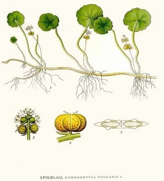 Sentela, gotu kola, Indian pennywort, Asiatic pennywort, Gotu kola, Hydrokotili, (Centella asiatica). 3