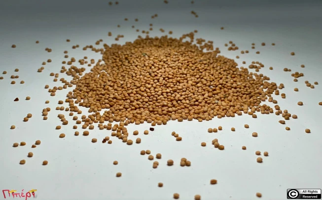 Σινάπι κίτρινο , (sinapis alba). 1