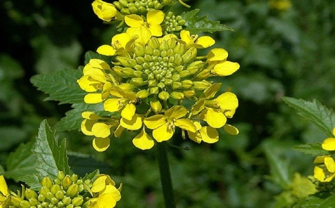 Σινάπι κίτρινο , (sinapis alba). 2