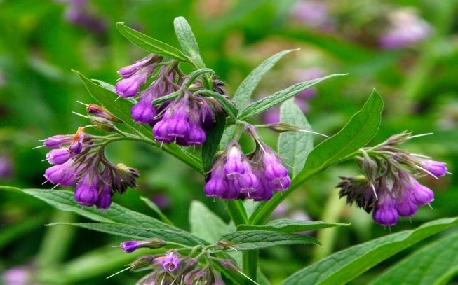 Σύμφυτο , σύμφυτο το φαρμακευτικό , στεκούλι , comfrey , true comfrey , boneset, knitbone, ( symphytum officinale ). 2