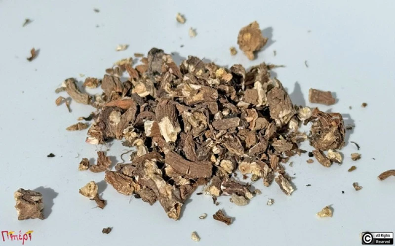 Ρίζα Ταραξάκο,  Dandelion, ( taraxacum officinale ). 1