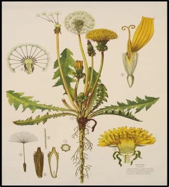 Taraxacum, dandelion, horseradish, lion tooth, mountain radish, lettuce, wild lettuce, dandelion, Dandelion, (taraxacum officinale). 3