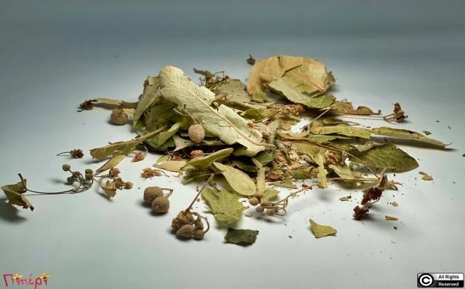 Tilio leaves and flower, linden, linden, heart-shaped lichen, common linden, (tilia cordata) (Tilia × europaea) (tilia platyphyllos). 1