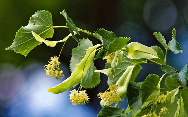 Tilio leaves and flower, linden, linden, heart-shaped lichen, common linden, (tilia cordata) (Tilia × europaea) (tilia platyphyllos). 2