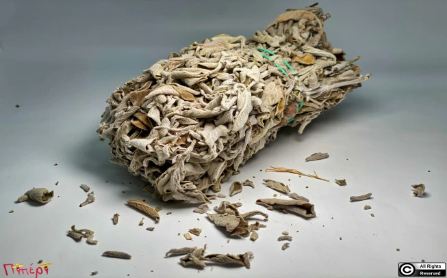 Φασκόμηλο μάτσο , (salvia officinalis). 1