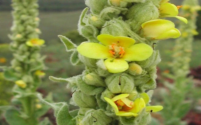 Flomos, Flomos the burial, melissandro, verbasco, good man, tongue, splon, candle of Saint John, thorn, great mullein, common mullein, (verbascum thapsus). 2