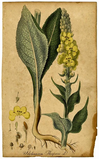 Flomos, Flomos the burial, melissandro, verbasco, good man, tongue, splon, candle of Saint John, thorn, great mullein, common mullein, (verbascum thapsus). 3