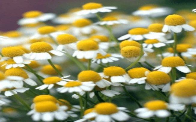 Χαμομήλι  , ( matricaria camomila ). 2