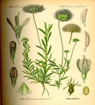 Χαμομήλι  , ( matricaria camomila ). 3