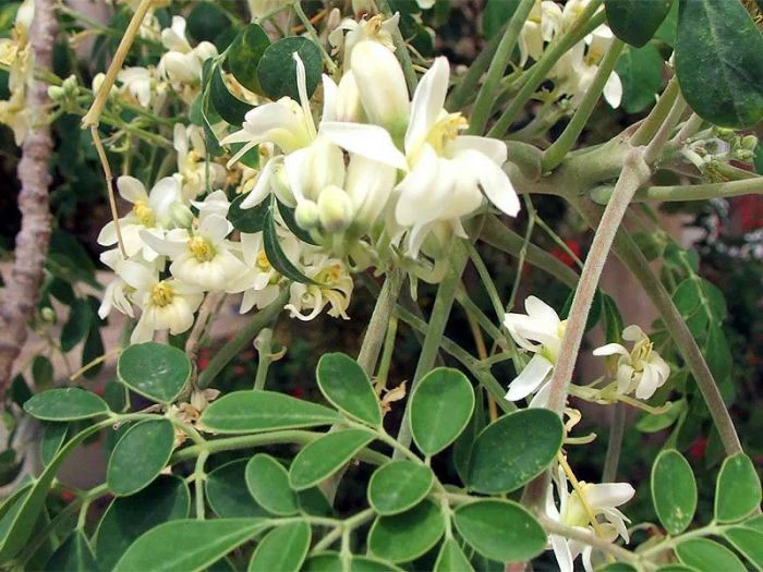 Moringa powder , μορίγκα , μορίνγκα , (Moringa Oleifera) 2