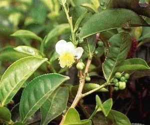 Suma root powder, suma root, Brazilian Ginseng, Brazilian ginseng, (Hebanthe eriantha) (Pfaffia paniculata) 3