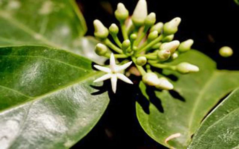 Muira Puama, (Ptychopetalum olacoides) 2
