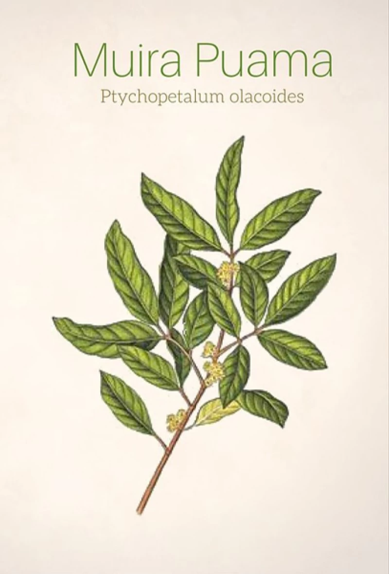 Muira Puama, (Ptychopetalum olacoides) 3