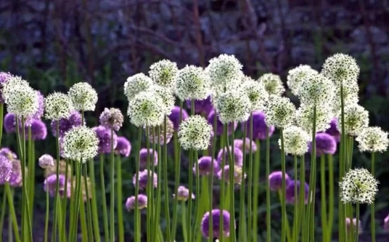 Μαύρο Σκόρδο, (Allium sativum). 2