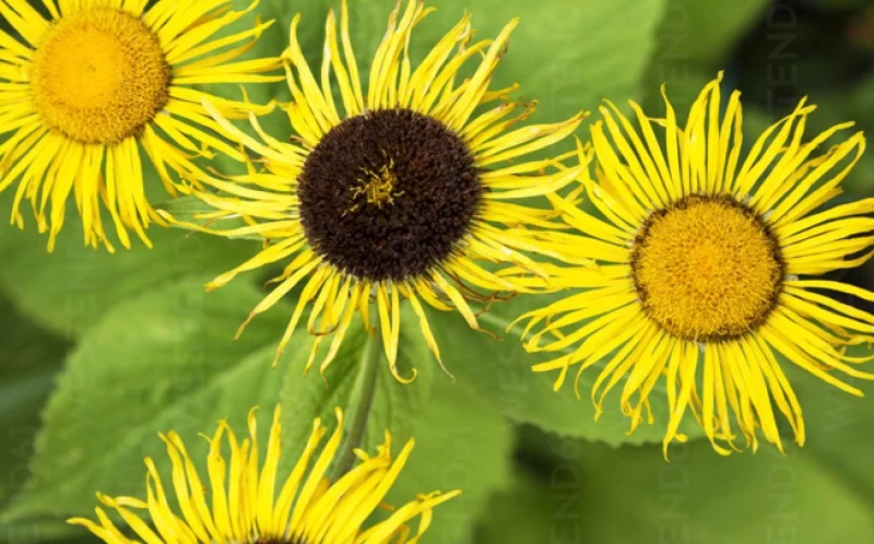 Ίνουλα , Ελένιο, (Inula helenium) 2