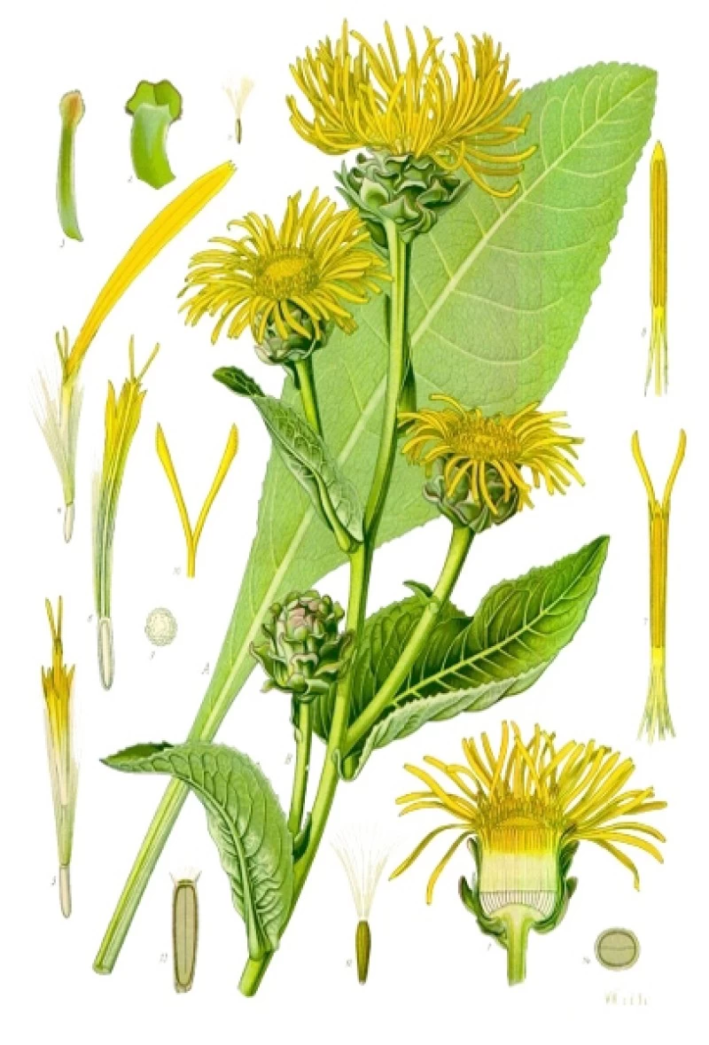 Ίνουλα , Ελένιο, (Inula helenium) 3