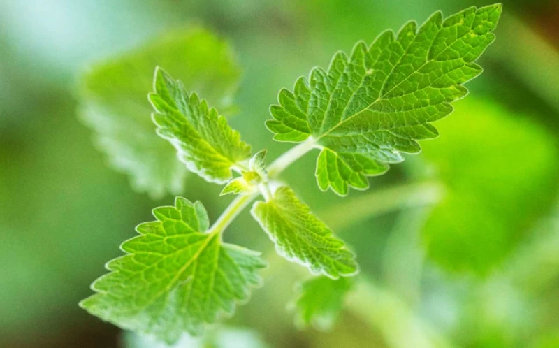 Νεπέτα, μαγιοβότανο, κάτνιπ, (Nepeta cataria) 2