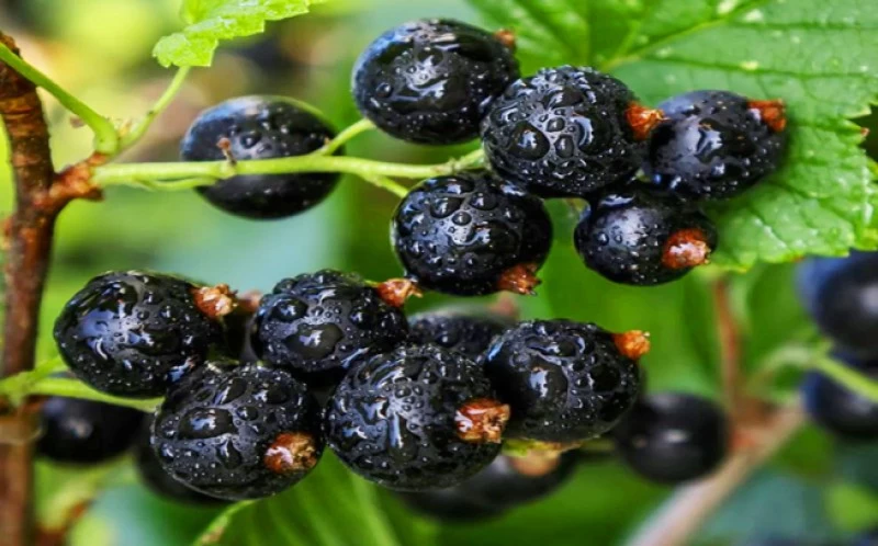Black Currant, (Ribes nigrum) 2