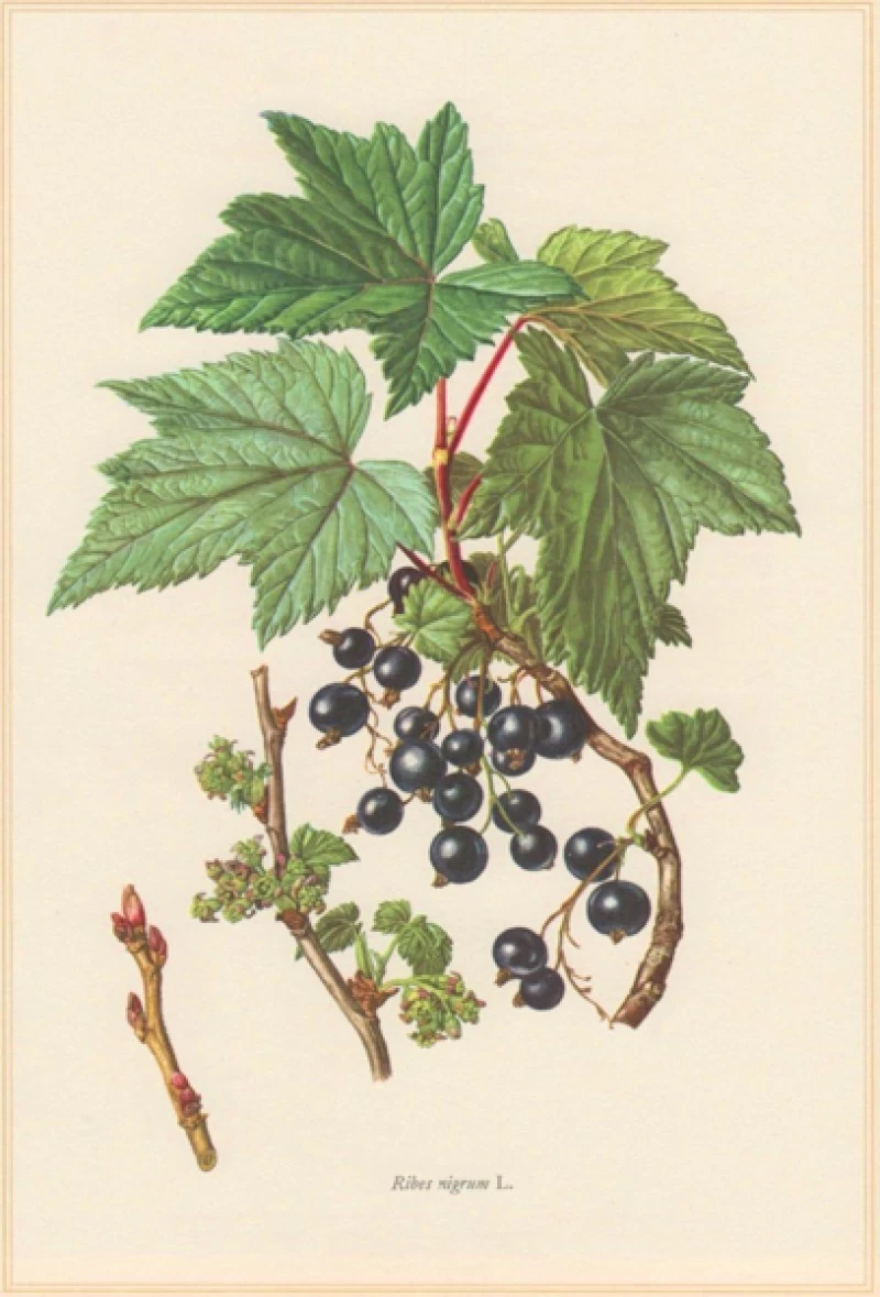 Black Currant, (Ribes nigrum) 3