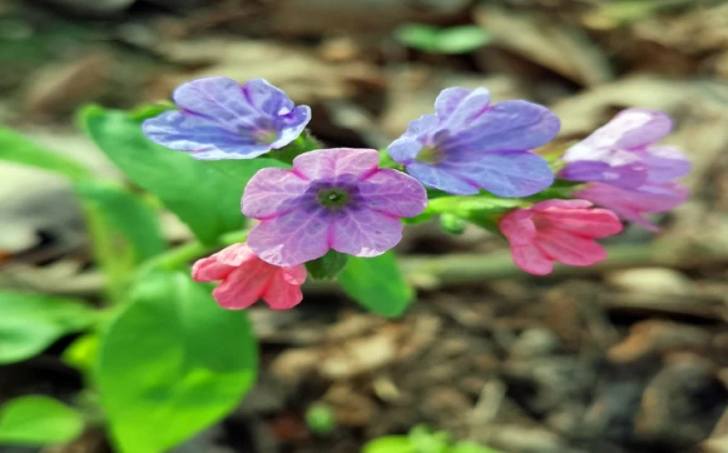 Πνευμονόχορτο, πουλμονάρια,  ( Pulmonaria officinalis ). 2