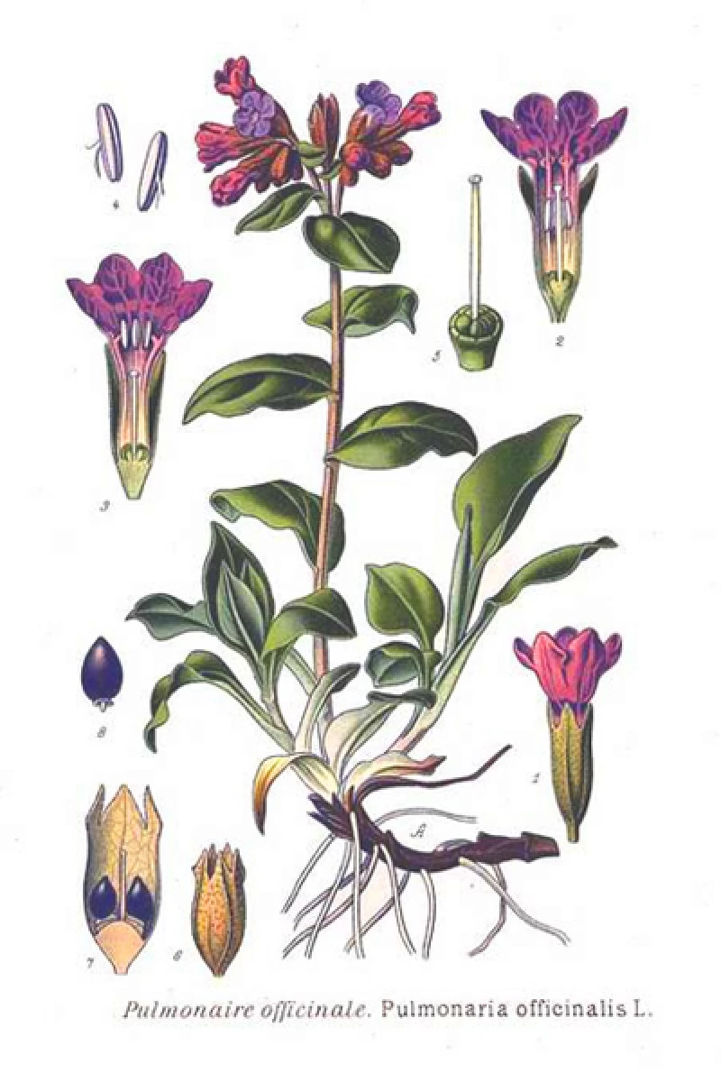 Πνευμονόχορτο, πουλμονάρια,  ( Pulmonaria officinalis ). 3