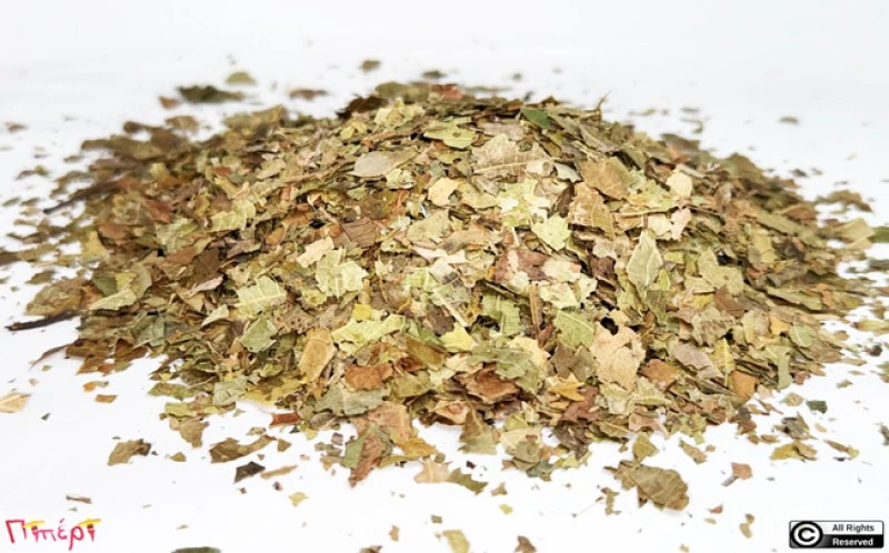 Καρυδιάς φύλλα, καρυδόφυλλα, (Juglans regia). 1