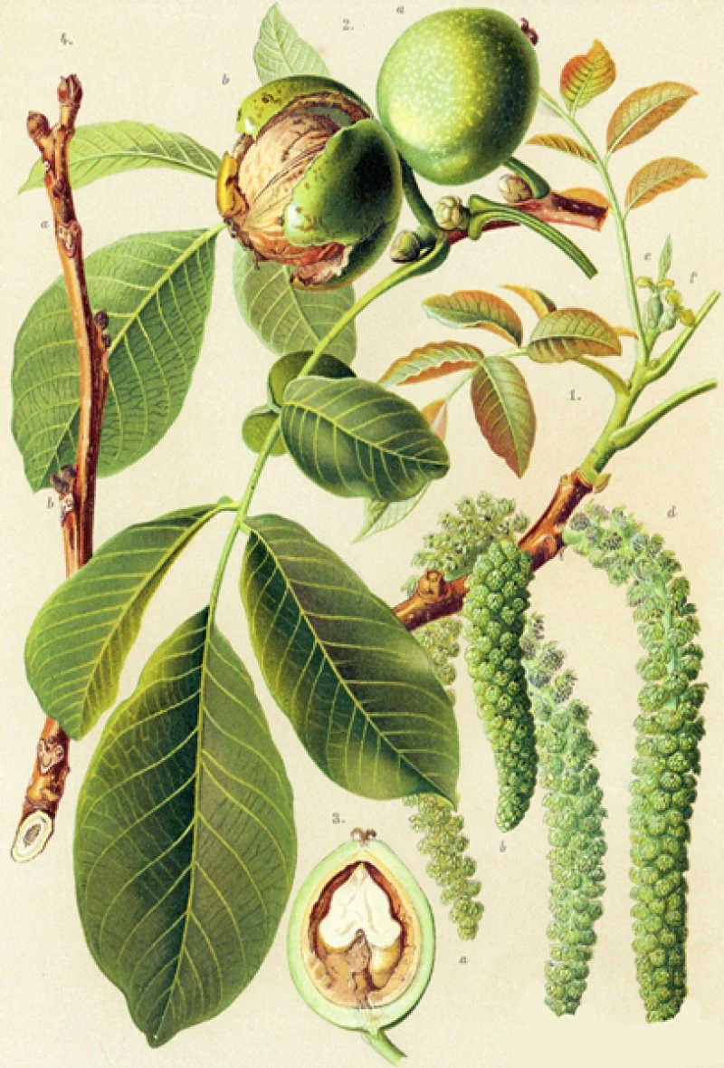Καρυδιάς φύλλα, καρυδόφυλλα, (Juglans regia). 3