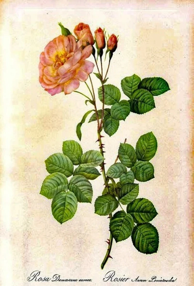 Ροδοπέταλα , πέταλα άγριας Τριανταφυλλιάς, ( rosa damascena ).  3