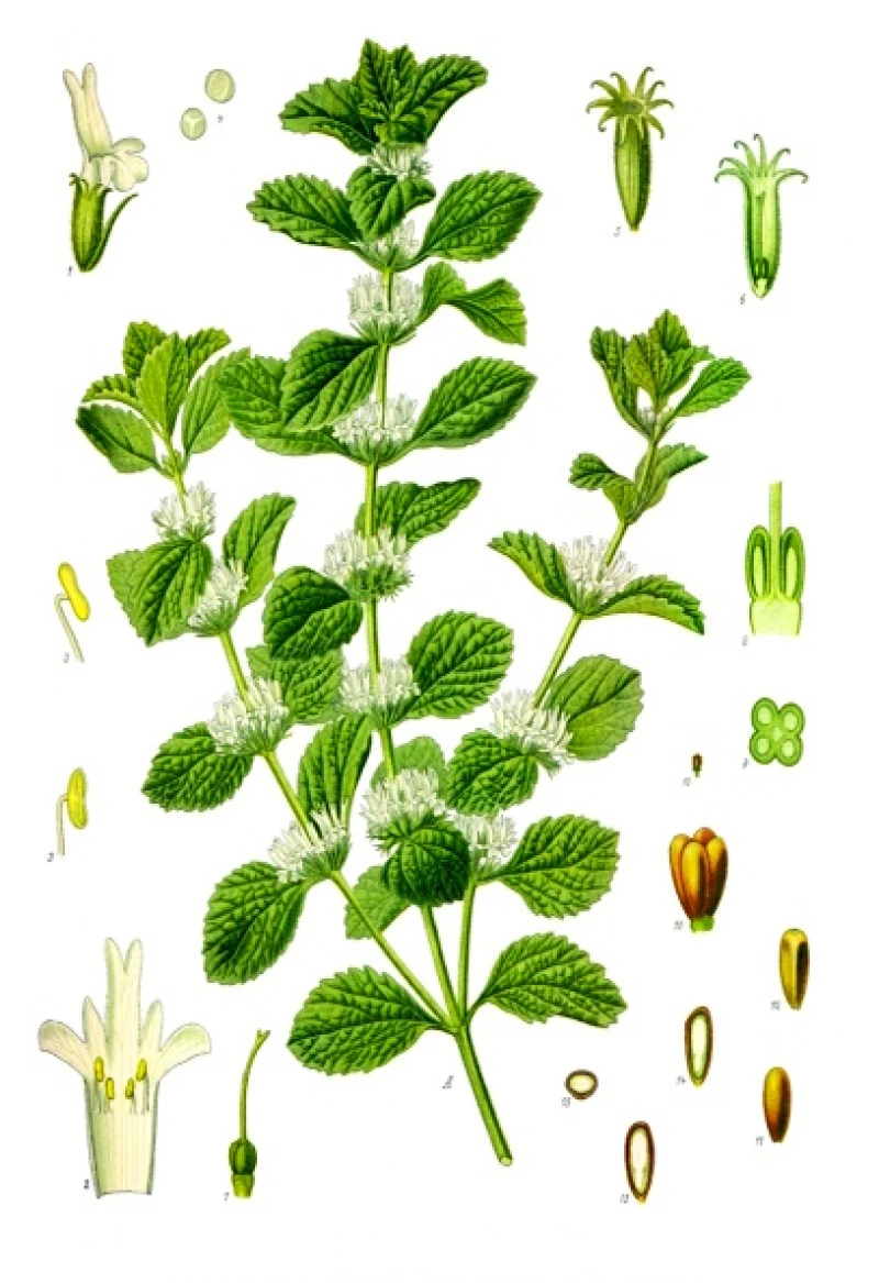 Μαρούβιο, Σκυλόχορτο, (Marrubium vulgare). 3