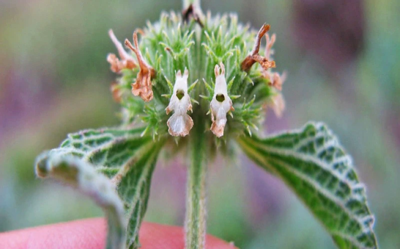 Μαρούβιο, Σκυλόχορτο, (Marrubium vulgare). 2